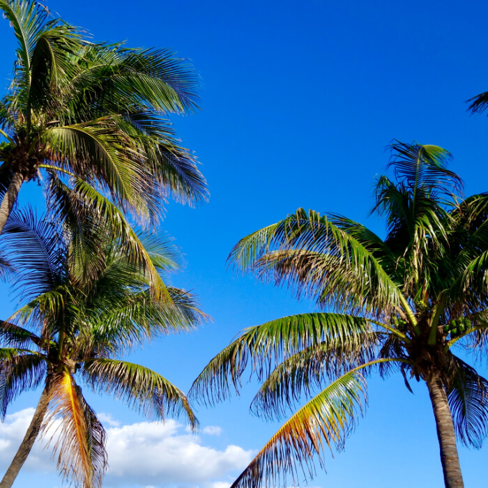 Diesel Delivery Coconut Creek